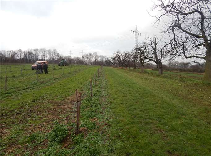 Unbekannte haben mit einer Axt oder Machete 33 Pflaumenbäume mutwillig beschädigt. Polizei