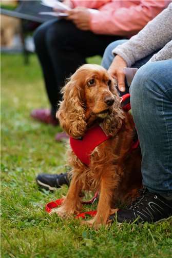 Ungewöhnliche Gottesdienstbesucher in Selters. Fotos: Michael Müller