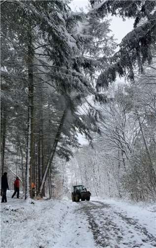 Ungewohnte Bedingungen: Der Maibaum wurde in diesem Jahr bei Schnee gefällt.  Foto: privat