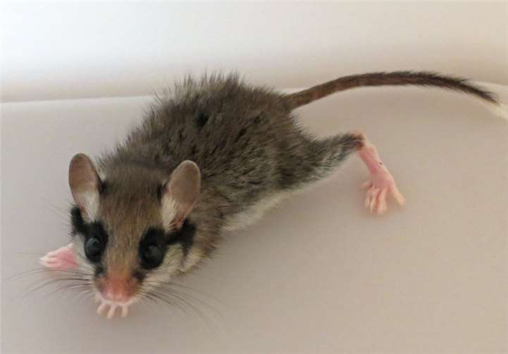 Unser Foto zeigt einen Gartenschläfer. Foto: © SGD Nord