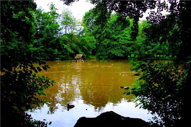 Unser Leser Dietmar Groß fotografierte einen kleinen Ententeich in Obermendig.Foto: Dietmar Groß