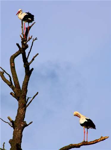 Unser Leser Dietmar Groß hat diese Störche ...Fotos: Dietmar Groß
