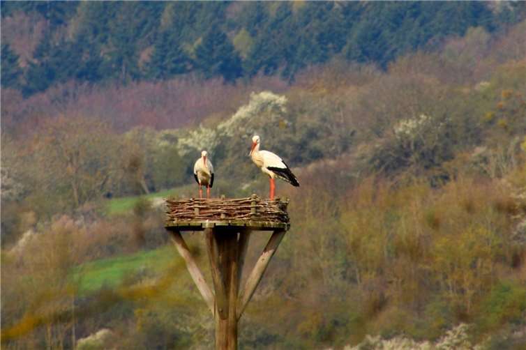 Unser Leser Dietmar Groß hat diese Störche in den Thürer Wiesen mit seiner Kamera eingefangen.  Foto: D. Groß