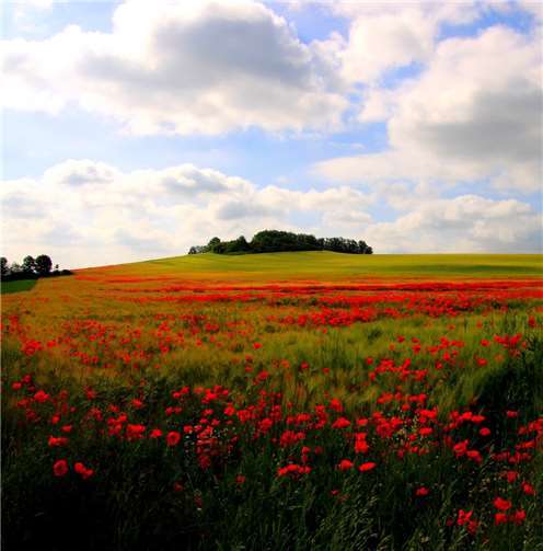 Unser Leser Dietmar Groß schickte uns Impressionen vom Klatschmohn in den Thürer Wiesen. Foto: Dietmar Groß