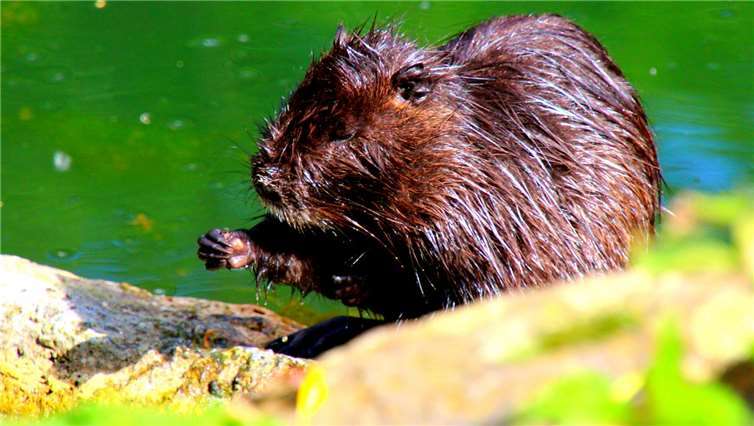 Unser Leser Dietmar Groß schickte uns diese Aufnahme der Nutrias im Rauscherpark von Plaidt. Foto: Dietmar Groß