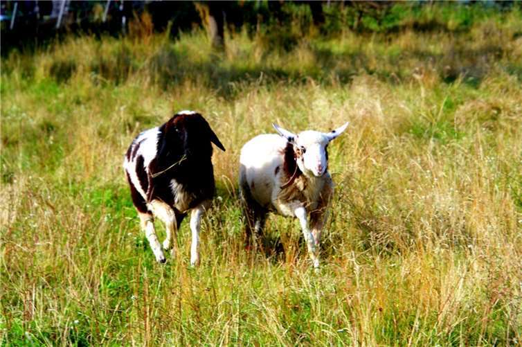 Unser Leser Dietmar Groß schickte uns dieses tolle Bild von zwei schönen Bergschafen.Foto: Dietmar Groß