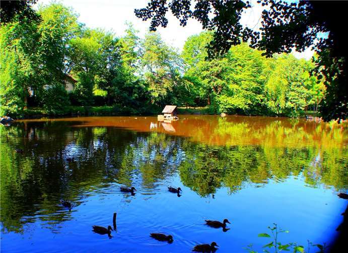 Unser Leser Dietmar Groß zeigt uns eine Impression vom Ententeich in Obermendig. Foto: Dietmar Groß