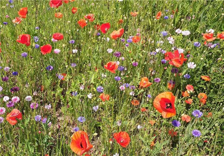 Unsere Leserin Margrit Schuch schickte uns diese tolle Aufnahme einer Insekten- und Bienenfreundlichen Blumenwiese auf dem Gelände der Rhein-Mosel-Fachklinik Andernach . Foto: Margrit Schuch