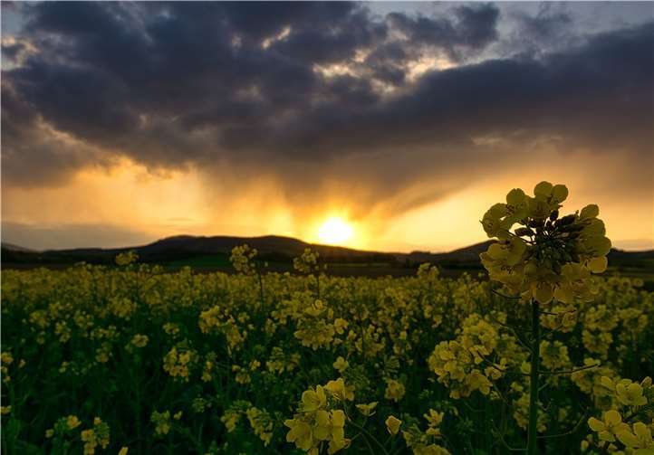 Unsere Leserin Natalie Lengersdorf hat uns diese besonderen Impressionen zukommen lassen: Rapsfeld zwischen Nickenich und Kretz zum Sonnenuntergang am 2. Mai. Fotos: Natalie Lengersdorf