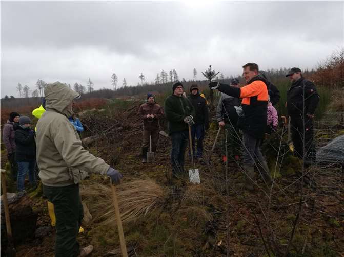 Unter Anleitung des Revierförsters Joachim Kuchinke wurde fleißig gepflanzt.