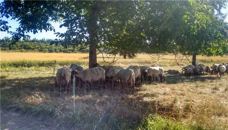 Unter Bäumen finden die Tiere Schatten. Wichtig ist auch, dass ausreichend Wasser verfügbar ist.
