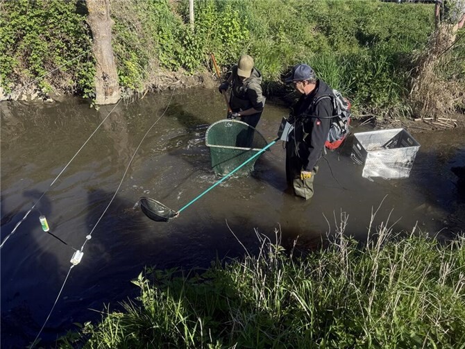 Unter Einsatz eines Elektrofanggeräts wurden mehrere hundert Karpfen aus einem Kolk des Thürer Bachs abgefischt und umgesiedelt. 
