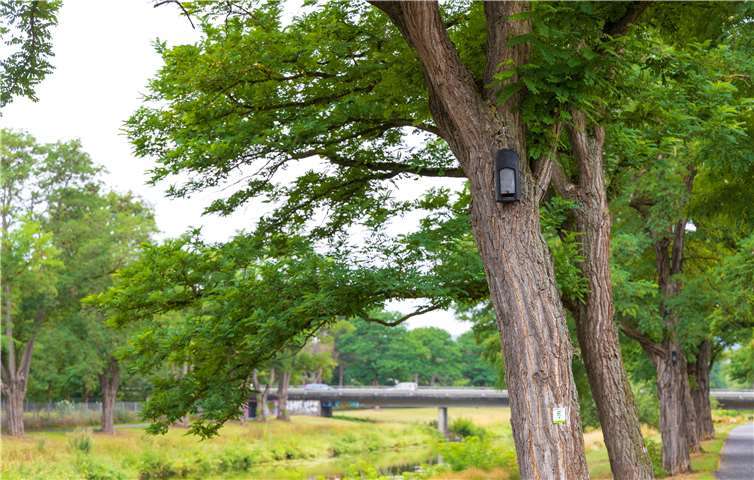 Unter anderem konnten 16 Fledermaushöhlen an Bäumen im Bereich der Ahrpromenade am Rosengarten, in der südlichen Ahrallee sowie entlang der Uhlandstraße am Dahliengarten angebracht werden.Quelle: Landesgartenschau gGmbH