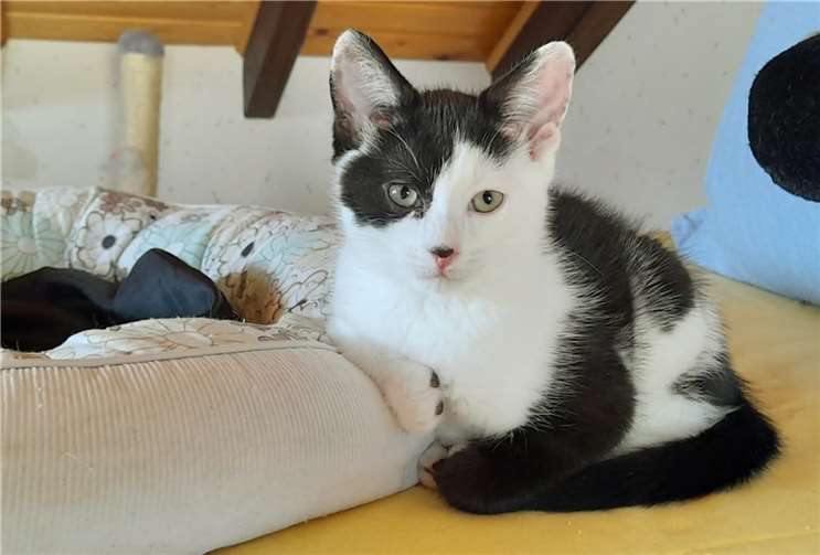 Unter anderem sucht Kätzchen Minou ein Zuhause. Foto: privat