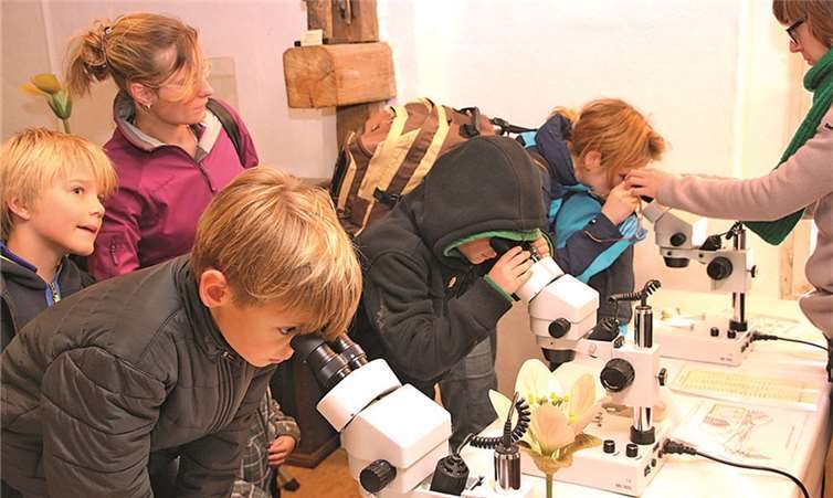 Unter dem Mikroskop konnten die Kinder präparierte Bienen und andere Insekten betrachten. BÜN