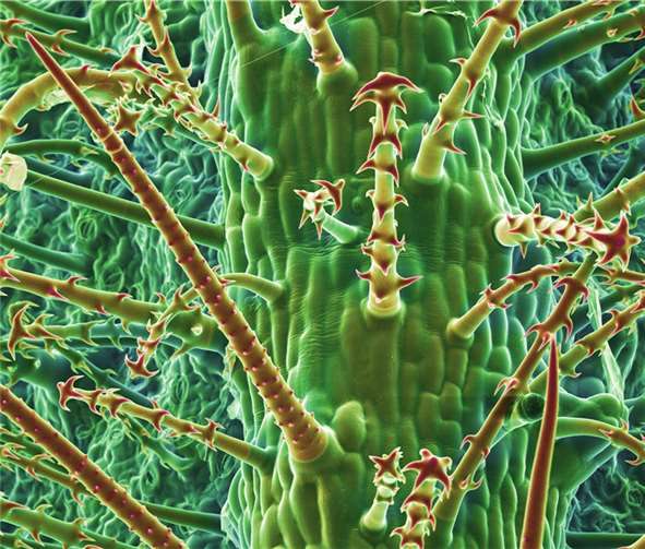 Unter dem Rasterelektronenmikroskop: Blattunterseite der Blumennessel Loasa pallida. Die rot angefärbten Bereiche zeigen mineralische Einlagerungen.H.-J. Ensikat und M. Weigend/Uni Bonn