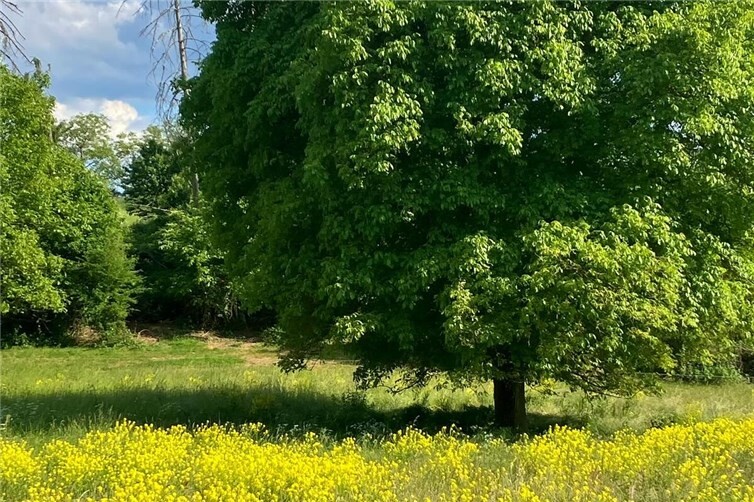 Unter dem alten Walnussbaum bildet sich ein gelb blühendes Meer aus der invasiven Zackenschote. 
