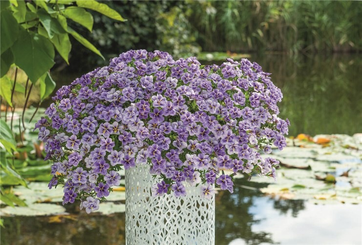 Unter dem klangvollen Namen „Himmelsleuchten“ begeistert die Sorte Calibrachoa UNIQUE „Wisteria Star“ mit einer außergewöhnlichen Blütenfülle.  Foto: privat