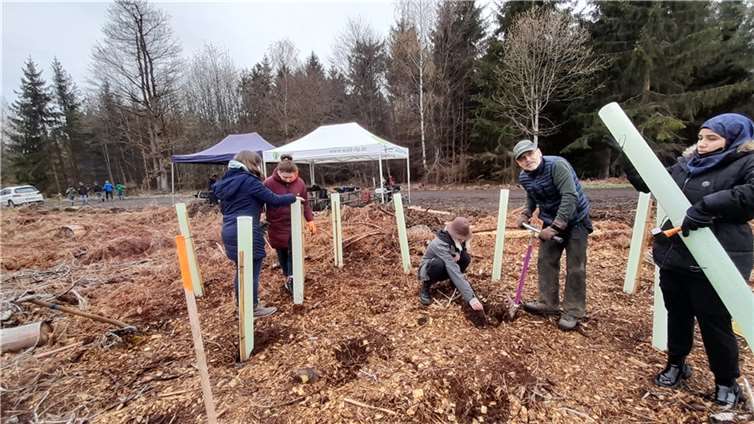 Unter der Leitung Herrn Bausch-Weiss und weiteren Mitarbeitern des Forstamtes Lahnstein wurden rund 1000 Sprösslinge gepflanzt und fachmännisch vor möglichem Wildfraß geschützt. Foto: privat