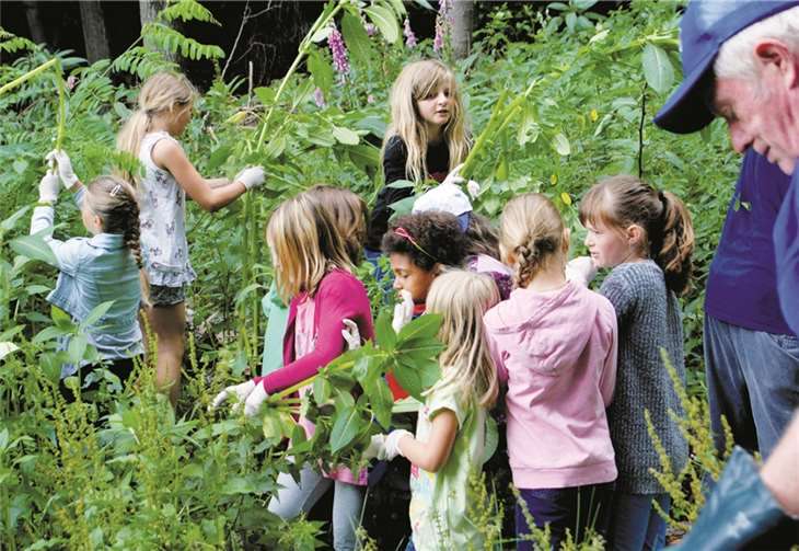 Unter der Leitung von Ortsbürgermeister Manfred Pees rodeten rund 50 Kinder fachgerecht das Springkraut in den Wäldern um Puderbach. Eva Klein