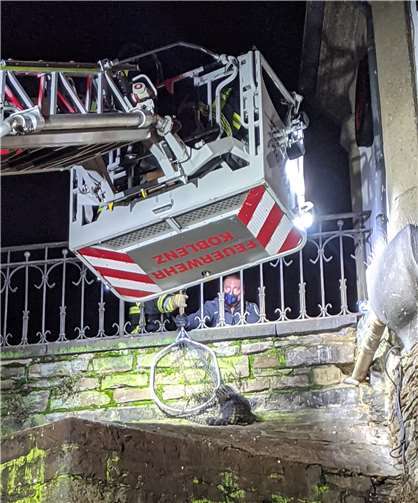 Unter erheblichem Aufwand konnte der kleine Kerl aus seiner misslichen Lage befreit werden. Quelle: Stadt Koblenz
