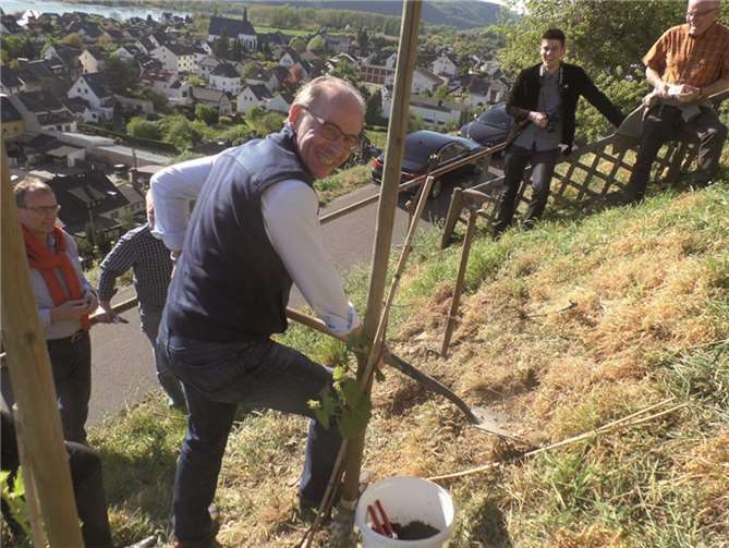 Unter fachkundiger Anleitung pflanzte Verbandsbürgermeister Georg Hollmann die Rebstöcke. STUKO