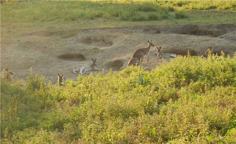 Unter fachlicher Führung kann der Zoo in der Dämmerung erlebt werden.