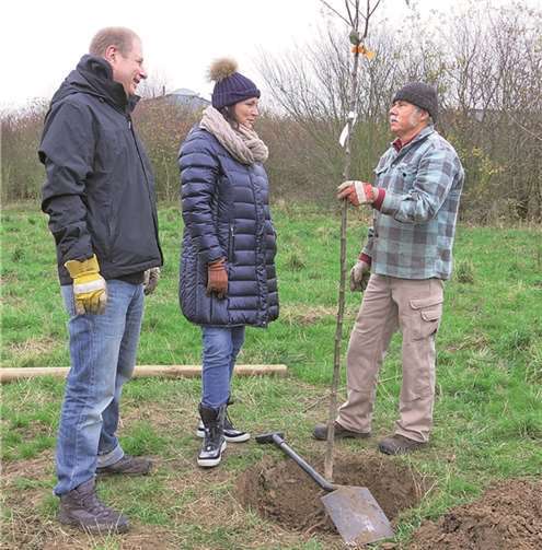 Unter fachmännischer Anleitung werden die jungen Apfelbäume gesetzt.