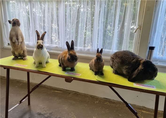 Unterschiedliche Rassen können bestaunt werden.  Foto: Katja Funke