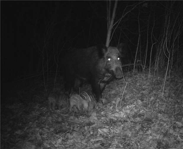 Unterwegs auf dem Hauptfriedhof: eine Bache mit ihren Frischlingen.Dieter Kronenberg