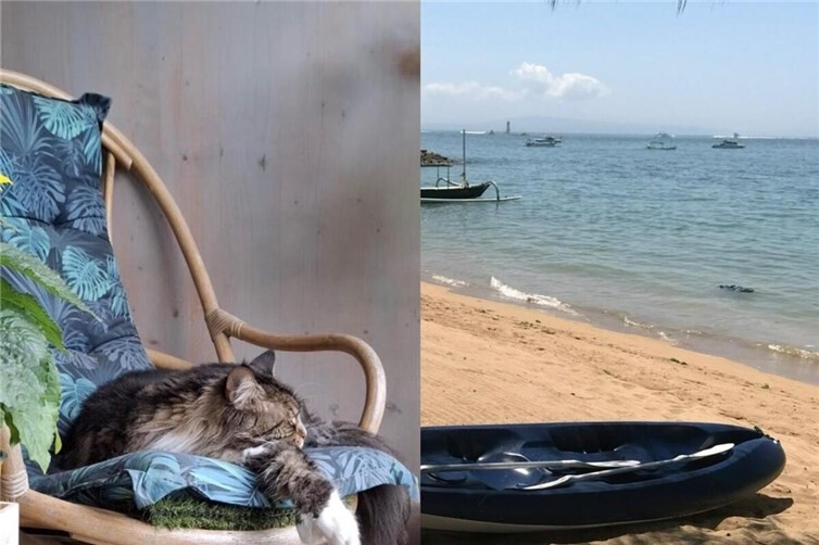 Urlaub mit Katze