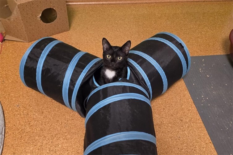 Viele kleine Katzenkinder suchen ein Zuhause