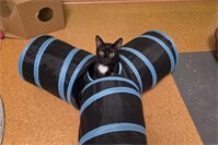 Viele kleine Katzenkinder suchen ein Zuhause