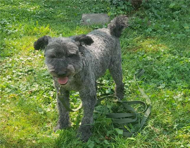 Vandor.Foto: Tierheim u. Tierschutzverein Kreis Ahrweiler e.V., Claus Krah