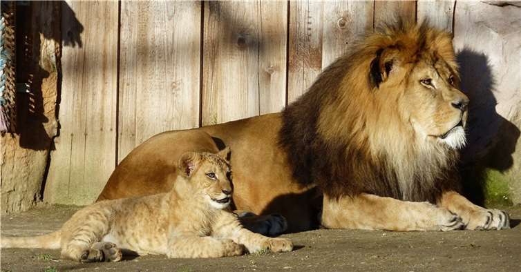 Vater Schröder mit einem der Welpen.  Fotos: Zoo Neuwied