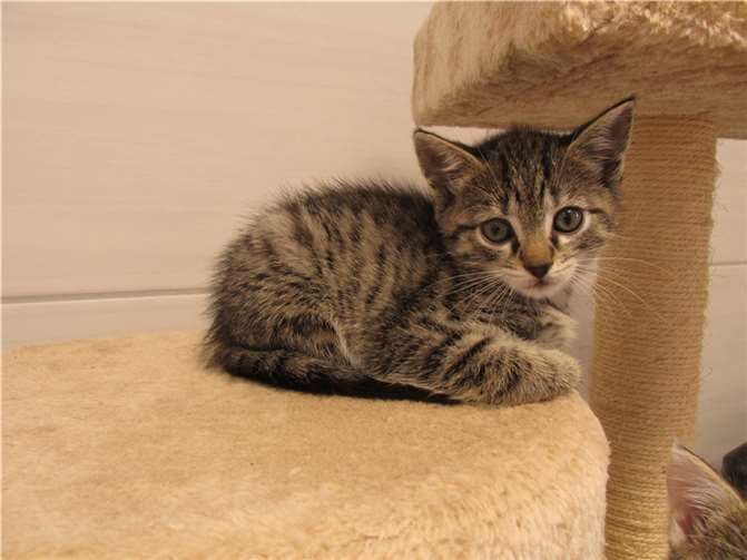 Katzenkinder suchen ein Zuhause für immer Velvet Fotos: Katzenhilfe Westerwald e. V.