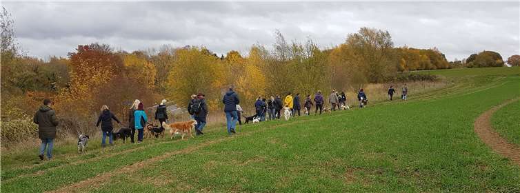 Veranstaltungen wie Hundewanderungen können derzeit leider nicht stattfinden. Foto: Tierschutz Siebengebirge
