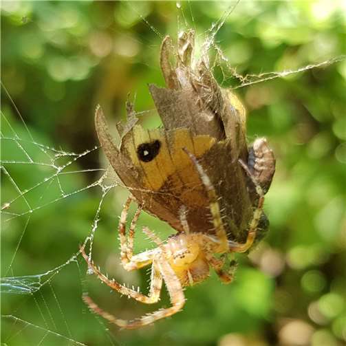 Verborgene Lebensräume im Naturgarten: Kreuzspinne mit gefangenem Ochsenaugen-Falter. Foto: Birte Kümpel