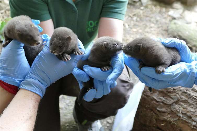 Vergangene Woche wurden die Jungtiere erstmals näher untersucht und markiert. Das Ergebnis: Zwei Weibchen und zwei Männchen.