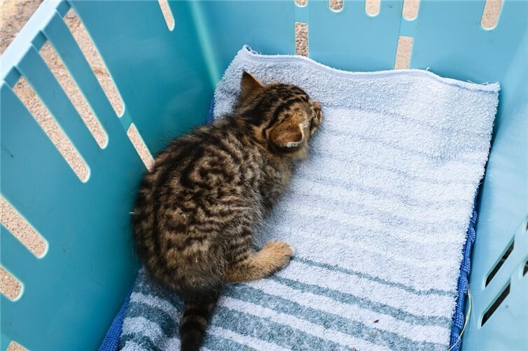 Wildkatzenkinder in Not gerettet Verletztes Wildkatzenkind. Foto: Harry Neumann
