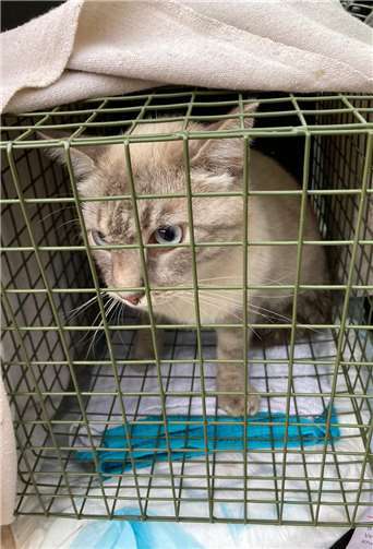 Vermisste gefangene Katze aus Ahrweiler.