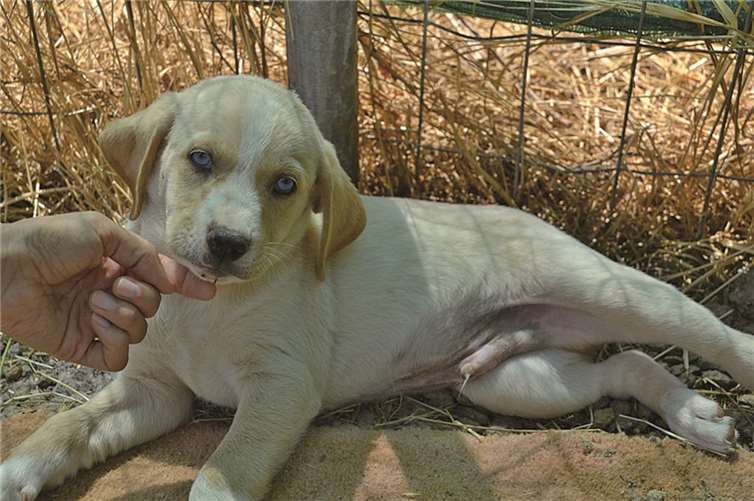 Vermisstenanzeigen sind nun auch online möglich.privat