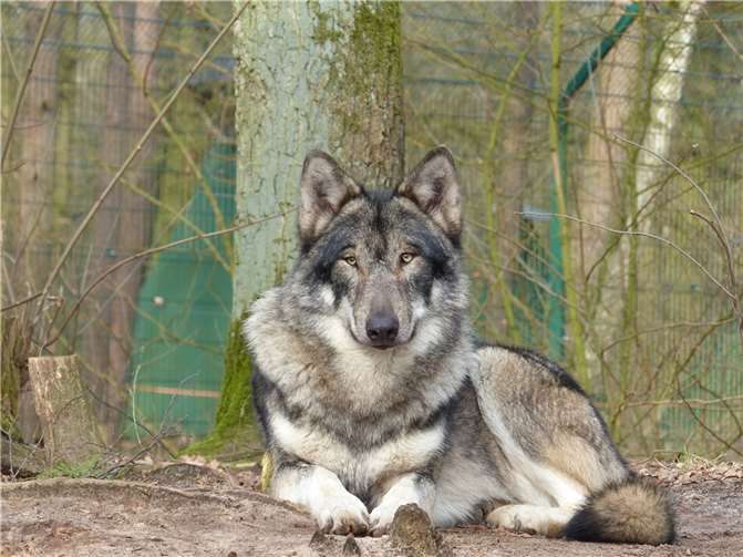 Wolfspopulation könnte in Deutschland auf 2500 Tiere ansteigen Vermutlich leben derzeit 1300 Wölfe in Deutschland. Foto: pixabay.com