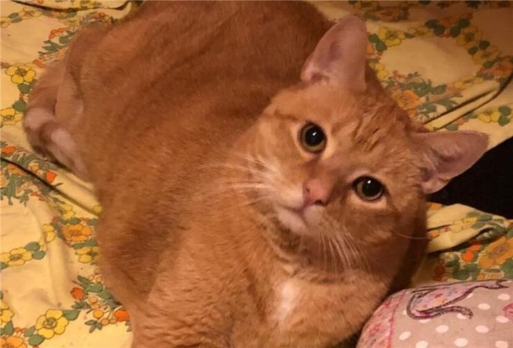 Vermutlich wurde Bruno ausgesetzt.  Foto: privat