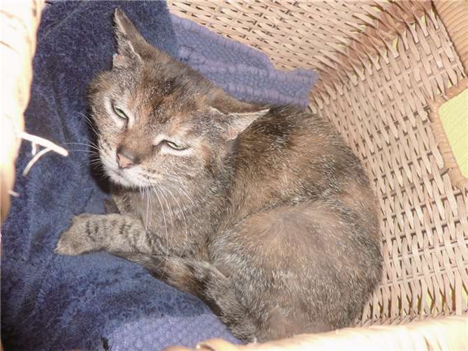 „Vernachlässigt und unterernährt“, mit nur 2,5 Kilogramm kam Goldie auf eine Pflegestelle. Sie lebte auf einem Bauernhof und wurde nach drei Monaten wieder ausgewildert, da sie mit ihren circa 2 Jahren ihr Misstrauen gegenüber Menschen nicht mehr ablegen konnte.Privat