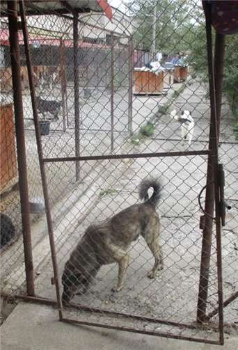 Verrostete und defekte Tore, Zäune und Scharniere müssen ausgetauscht werden.