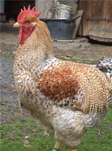 Verschiedene Geflügelrassen sind auf der Ausstellung zu sehen.Privat