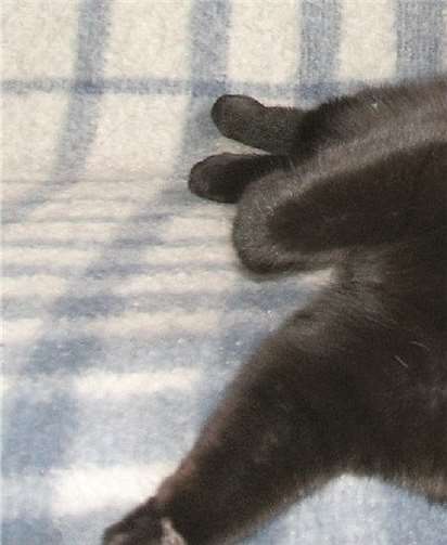 Verschmuste Katze Baffy. privat