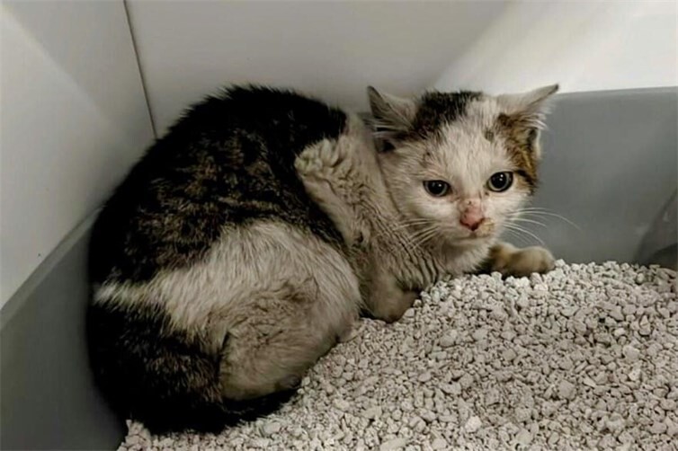Verwahrlostes Kitten