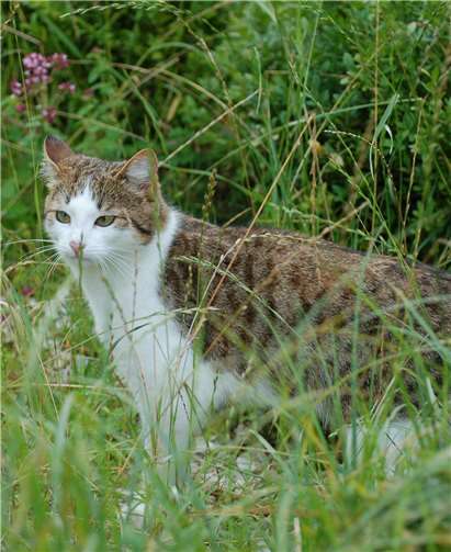 Verwilderte oder halbwilde Katzen sind oft nicht kastriert. Foto: privat